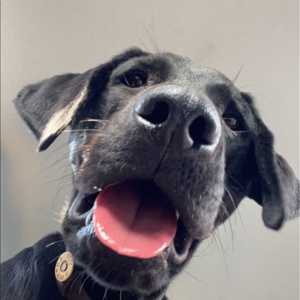 Meet your Posher, Maddie